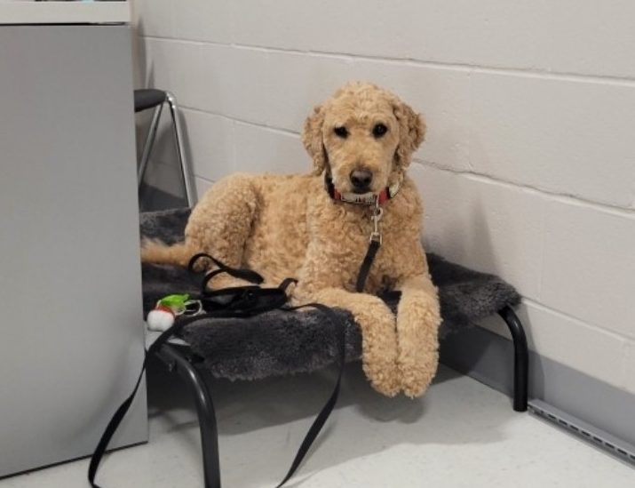 Chewy is welcomed in the hallways